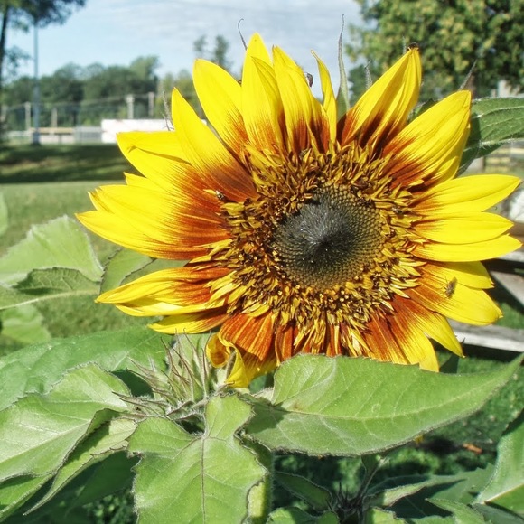 Meet your Posher, Leah - Picture 1 of 1